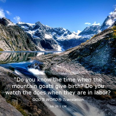 Picture 03 - Job 39:1 GW - “Do you know the time when the mountain goats - Bible Verse Picture