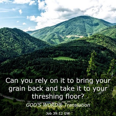 Picture 03 - Job 39:12 GW - Can you rely on it to bring your grain back and - Bible Verse Picture