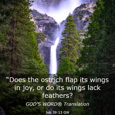 Picture 03 - Job 39:13 GW - “Does the ostrich flap its wings in joy, or do - Bible Verse Picture