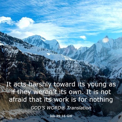 Picture 03 - Job 39:16 GW - It acts harshly toward its young as if they - Bible Verse Picture