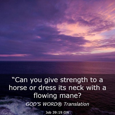 Picture 03 - Job 39:19 GW - “Can you give strength to a horse or dress its - Bible Verse Picture