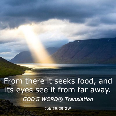 Picture 03 - Job 39:29 GW - From there it seeks food, and its eyes see it - Bible Verse Picture