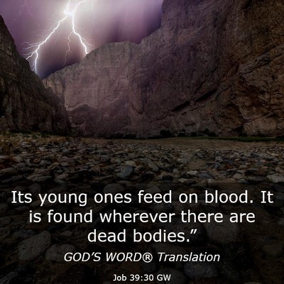 Picture 03 - Job 39:30 GW - Its young ones feed on blood. It is found - Bible Verse Picture