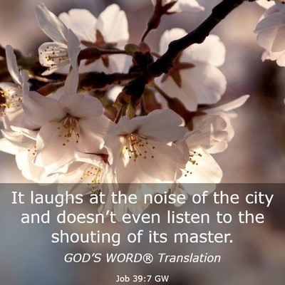 Picture 03 - Job 39:7 GW - It laughs at the noise of the city and doesn’t - Bible Verse Picture