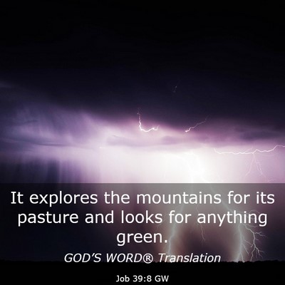 Picture 03 - Job 39:8 GW - It explores the mountains for its pasture and - Bible Verse Picture