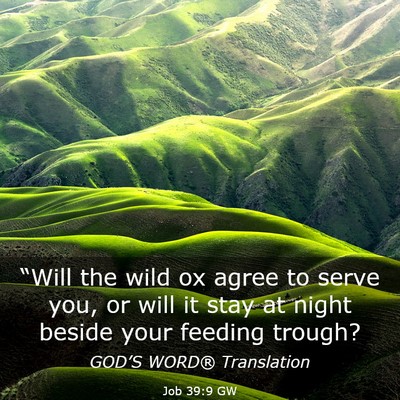 Picture 03 - Job 39:9 GW - “Will the wild ox agree to serve you, or will - Bible Verse Picture
