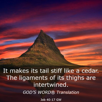 Picture 03 - Job 40:17 GW - It makes its tail stiff like a cedar. The - Bible Verse Picture