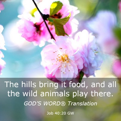 Picture 03 - Job 40:20 GW - The hills bring it food, and all the wild animals - Bible Verse Picture
