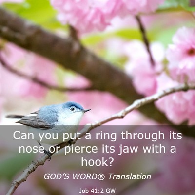 Picture 03 - Job 41:2 GW - Can you put a ring through its nose or pierce its - Bible Verse Picture