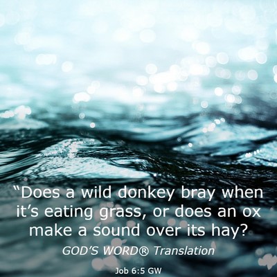 Picture 03 - Job 6:5 GW - “Does a wild donkey bray when it’s eating - Bible Verse Picture