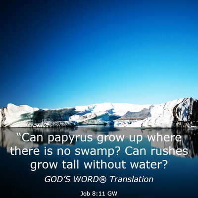 Picture 03 - Job 8:11 GW - “Can papyrus grow up where there is no swamp? - Bible Verse Picture
