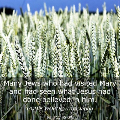 Picture 03 - John 11:45 GW - Many Jews who had visited Mary and had seen what - Bible Verse Picture