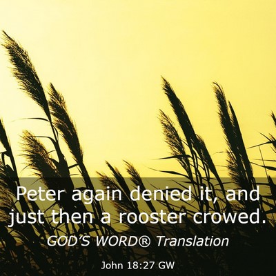 Picture 03 - John 18:27 GW - Peter again denied it, and just then a rooster - Bible Verse Picture
