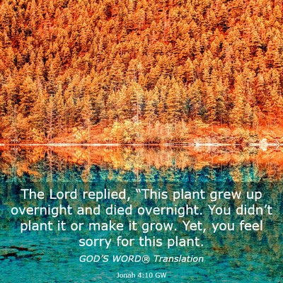 Picture 03 - Jonah 4:10 GW - The Lord replied, “This plant grew up overnight - Bible Verse Picture