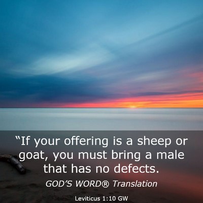 Picture 03 - Leviticus 1:10 GW - “If your offering is a sheep or goat, you must - Bible Verse Picture