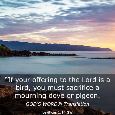 Picture 03 - Leviticus 1:14 GW - “If your offering to the Lord is a bird, you - Bible Verse Picture