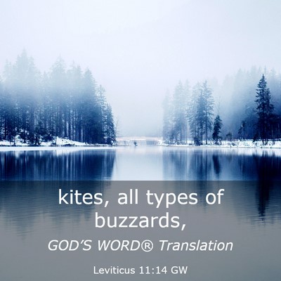 Picture 03 - Leviticus 11:14 GW - kites, all types of - Bible Verse Picture