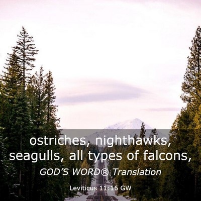Picture 03 - Leviticus 11:16 GW - ostriches, nighthawks, seagulls, all types of - Bible Verse Picture