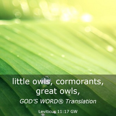 Picture 03 - Leviticus 11:17 GW - little owls, cormorants, great - Bible Verse Picture