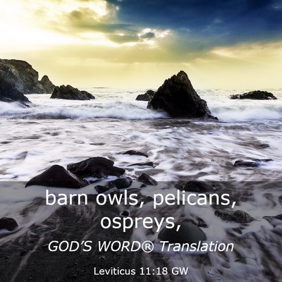 Picture 03 - Leviticus 11:18 GW - barn owls, pelicans, - Bible Verse Picture