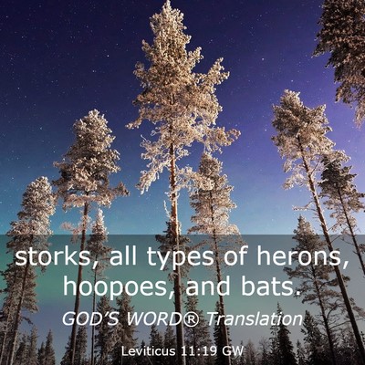 Picture 03 - Leviticus 11:19 GW - storks, all types of herons, hoopoes, and - Bible Verse Picture