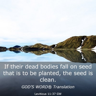 Picture 03 - Leviticus 11:37 GW - If their dead bodies fall on seed that is to be - Bible Verse Picture