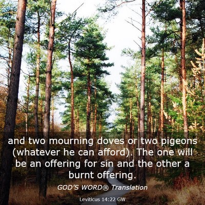Picture 03 - Leviticus 14:22 GW - and two mourning doves or two pigeons (whatever - Bible Verse Picture