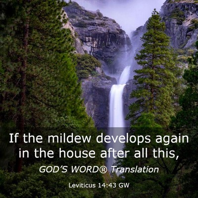Picture 03 - Leviticus 14:43 GW - If the mildew develops again in the house after - Bible Verse Picture