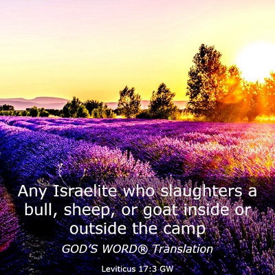 Picture 03 - Leviticus 17:3 GW - Any Israelite who slaughters a bull, sheep, or - Bible Verse Picture