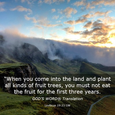 Picture 03 - Leviticus 19:23 GW - “When you come into the land and plant all - Bible Verse Picture