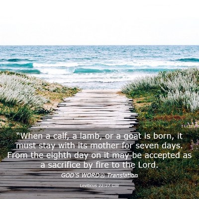 Picture 03 - Leviticus 22:27 GW - “When a calf, a lamb, or a goat is born, it - Bible Verse Picture