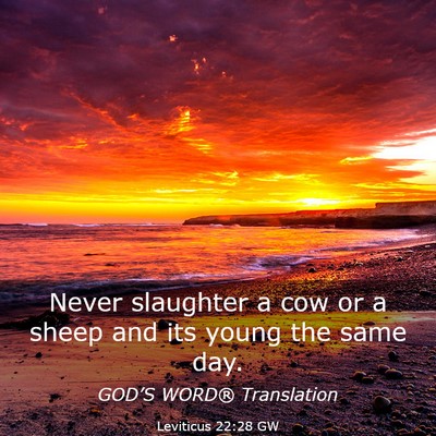 Picture 03 - Leviticus 22:28 GW - Never slaughter a cow or a sheep and its young - Bible Verse Picture
