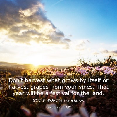 Picture 03 - Leviticus 25:5 GW - Don’t harvest what grows by itself or harvest - Bible Verse Picture