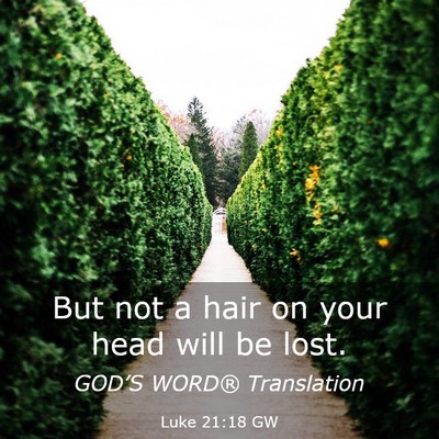 Picture 03 - Luke 21:18 GW - But not a hair on your head will be - Bible Verse Picture