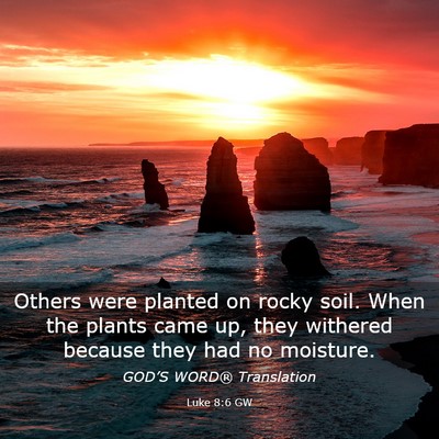 Picture 03 - Luke 8:6 GW - Others were planted on rocky soil. When the - Bible Verse Picture