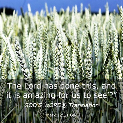 Picture 03 - Mark 12:11 GW - The Lord has done this, and it is amazing for us - Bible Verse Picture