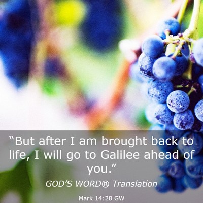 Picture 03 - Mark 14:28 GW - “But after I am brought back to life, I will go - Bible Verse Picture