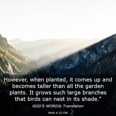 Picture 03 - Mark 4:32 GW - However, when planted, it comes up and becomes - Bible Verse Picture