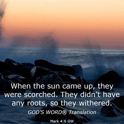 Picture 03 - Mark 4:6 GW - When the sun came up, they were scorched. They - Bible Verse Picture