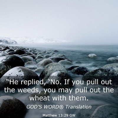 Picture 03 - Matthew 13:29 GW - “He replied, ‘No. If you pull out the weeds, - Bible Verse Picture