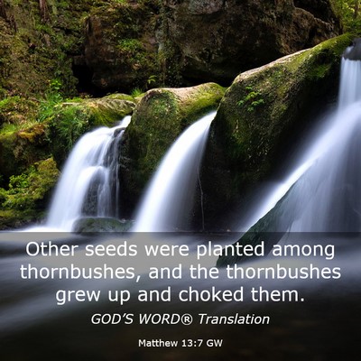 Picture 03 - Matthew 13:7 GW - Other seeds were planted among thornbushes, and - Bible Verse Picture