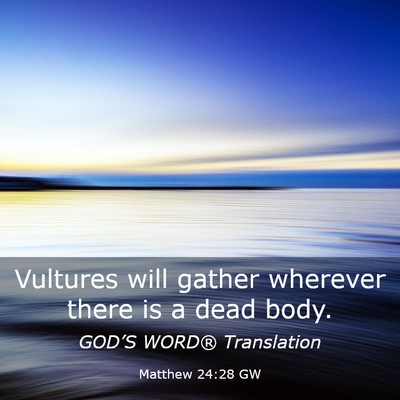 Picture 03 - Matthew 24:28 GW - Vultures will gather wherever there is a dead - Bible Verse Picture