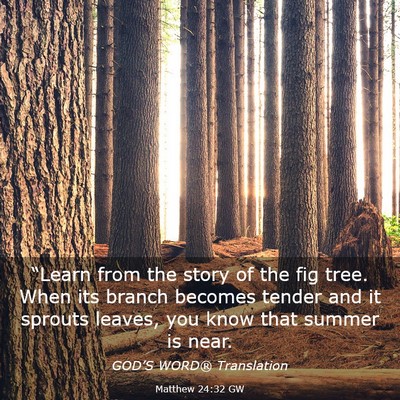 Picture 03 - Matthew 24:32 GW - “Learn from the story of the fig tree. When its - Bible Verse Picture