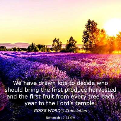 Picture 03 - Nehemiah 10:35 GW - We have drawn lots to decide who should bring the - Bible Verse Picture