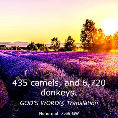 Picture 03 - Nehemiah 7:69 GW - 435 camels, and 6,720 - Bible Verse Picture
