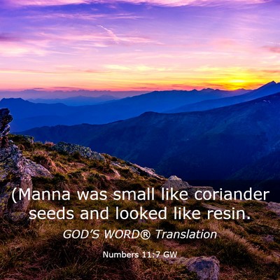 Picture 03 - Numbers 11:7 GW - (Manna was small like coriander seeds and looked - Bible Verse Picture