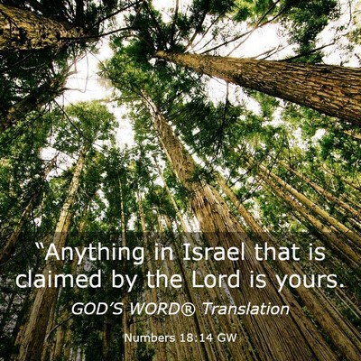 Picture 03 - Numbers 18:14 GW - “Anything in Israel that is claimed by the Lord - Bible Verse Picture