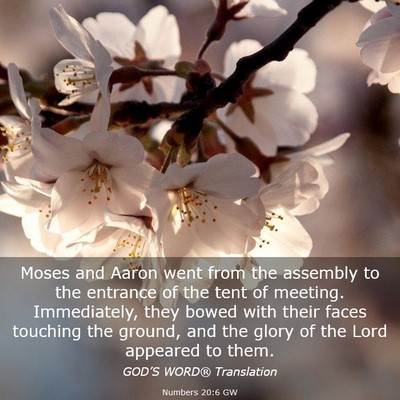 Picture 03 - Numbers 20:6 GW - Moses and Aaron went from the assembly to the - Bible Verse Picture