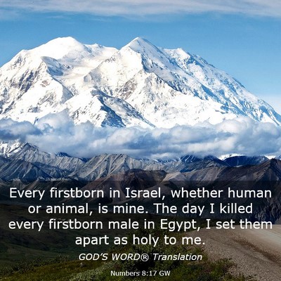 Picture 03 - Numbers 8:17 GW - Every firstborn in Israel, whether human or - Bible Verse Picture