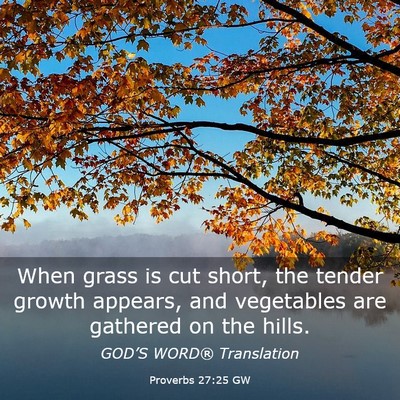 Picture 03 - Proverbs 27:25 GW - When grass is cut short, the tender growth - Bible Verse Picture